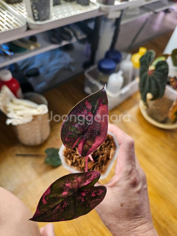 알로카시아플럼배 핑크바리에가타--1