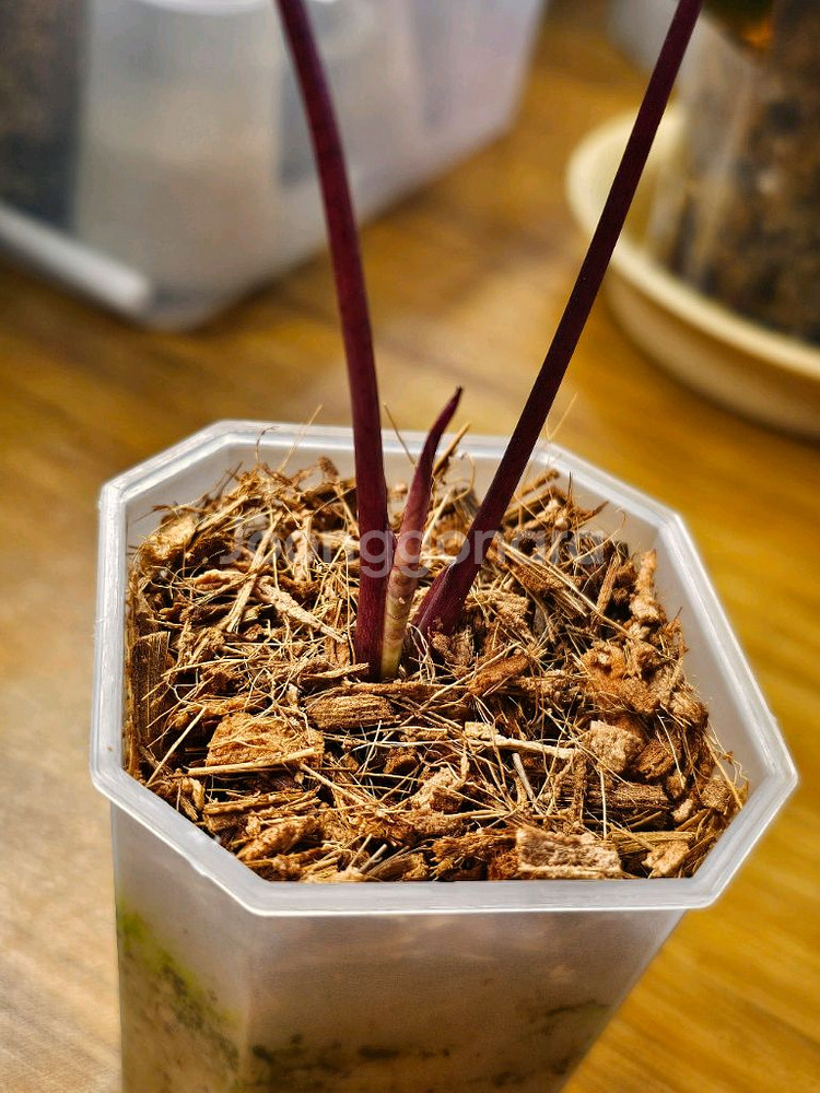 알로카시아플럼배 핑크바리에가타--2