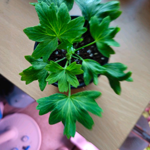 송일락 스텔라제라늄