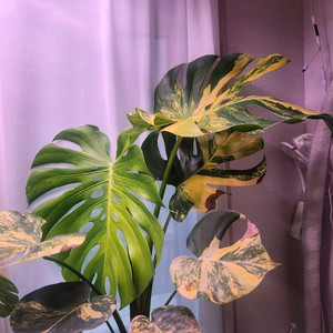 옐로우몬스테라 델리시오사