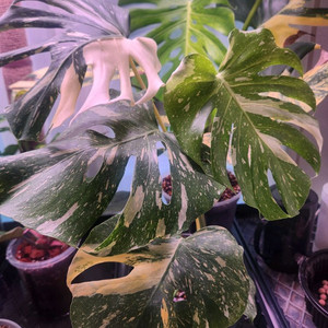 크림브릴레 몬스테라