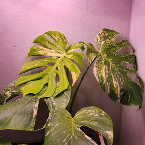 몬스테라 화이트몬스터