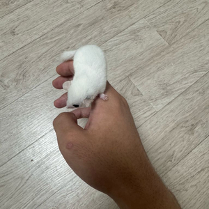 피그미다람쥐 책임분양