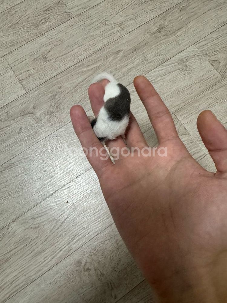 피그미다람쥐 책임분양--1