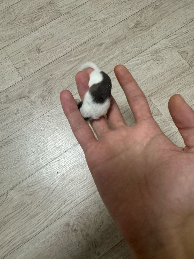 피그미다람쥐 책임분양 이미지