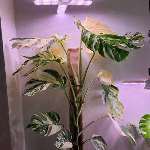 몬스테라 알보 대 품