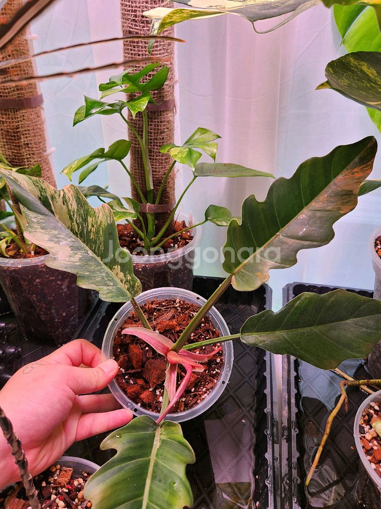 필로덴드론 카라멜마블--0