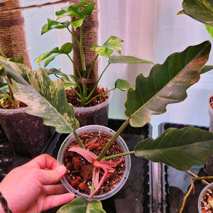 필로덴드론 카라멜마블