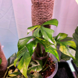 옐로우 히메몬스테라