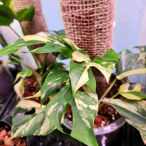 파라곤알보 히메몬스테라