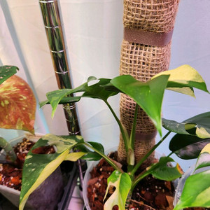 마블 히메몬스테라