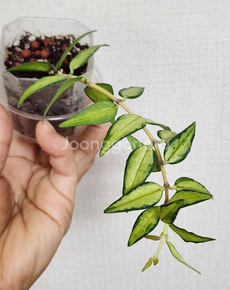 호야 벨라루이부아--0