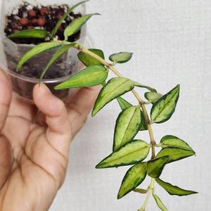 호야 벨라루이부아