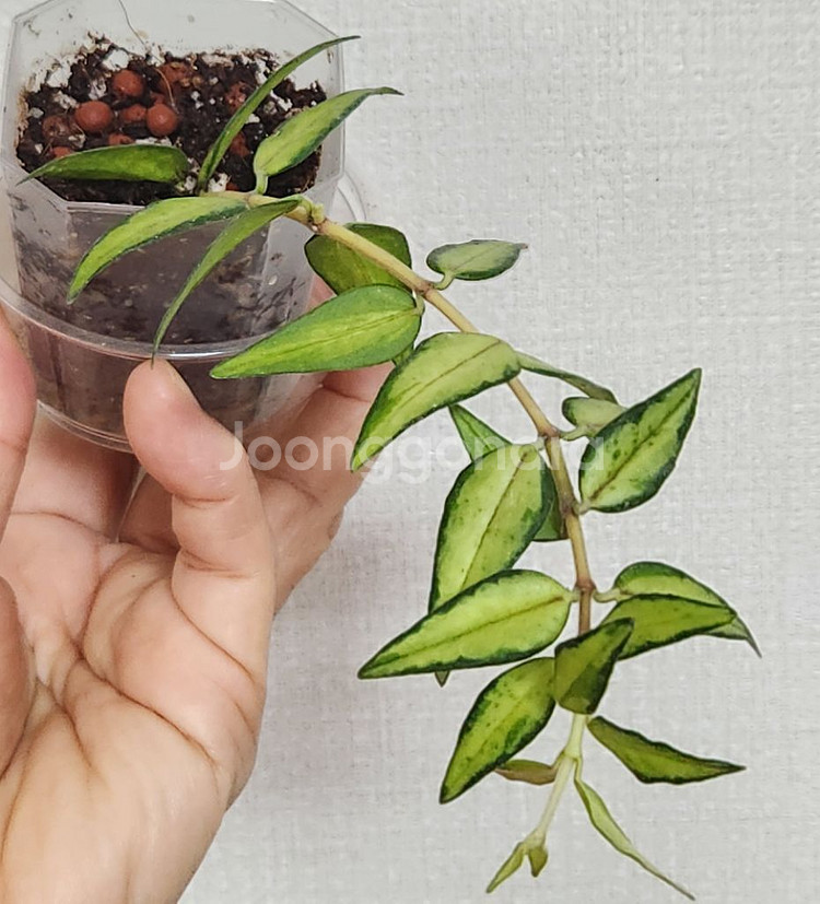 호야 벨라루이부아--1