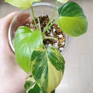 호말로메나 루베센스 옐로우 바리에가타