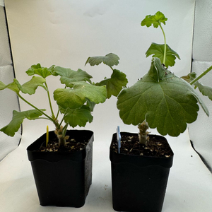 러시아제라늄 2종 택포