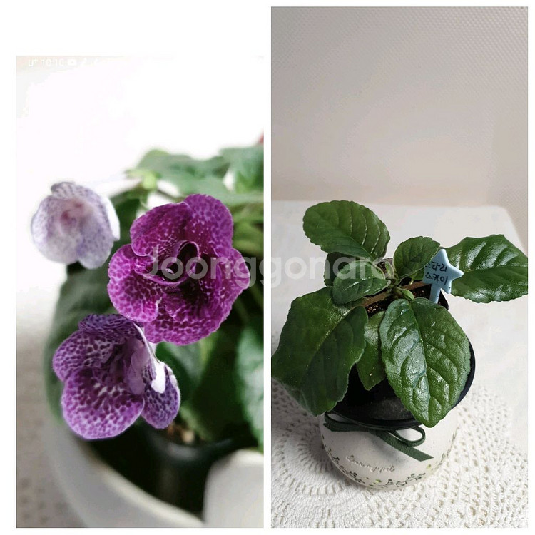 Qws Starry sky(스타리 스카이) 미니신닌기아--0