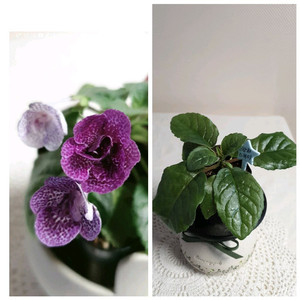 Qws Starry sky(스타리 스카이) 미니신닌기아