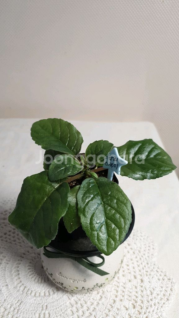 Qws Starry sky(스타리 스카이) 미니신닌기아--1