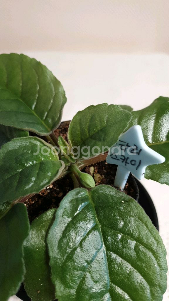 Qws Starry sky(스타리 스카이) 미니신닌기아--2