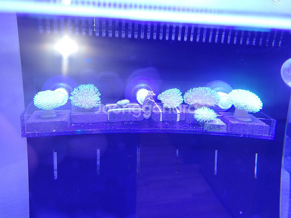 흡착식 해수어용 산호 받침대 분양합니다--1