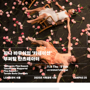 피나바우쉬 카네이션