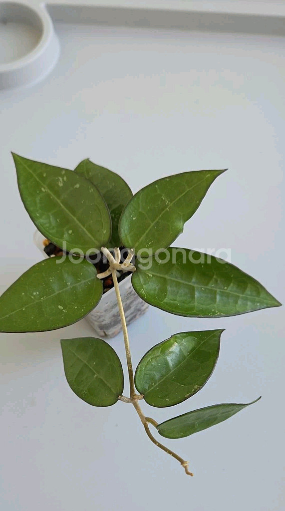 호야 파라시티카 블랙마진--0