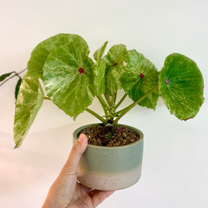 베고니아 무늬루즈+두갸르송 낮은실린더팟