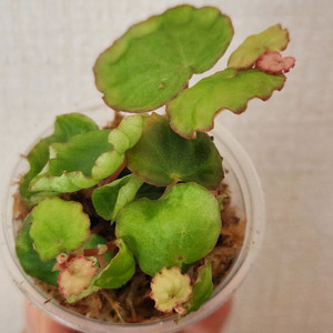 베고니아 사라왁