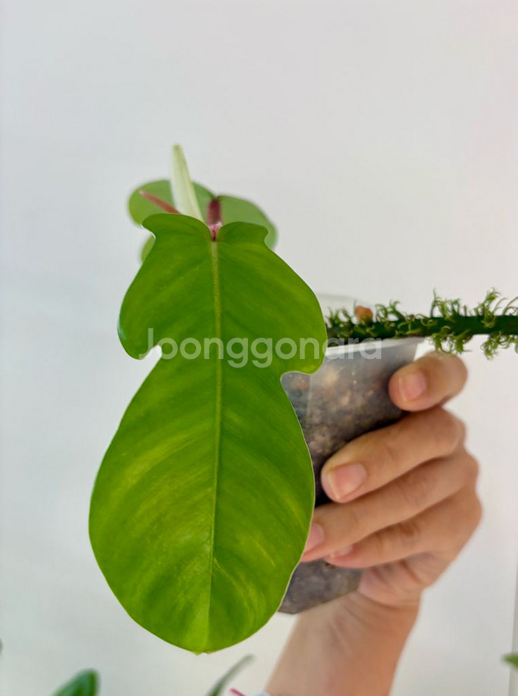 필로덴드론 플로리다뷰티 하이브리드--2