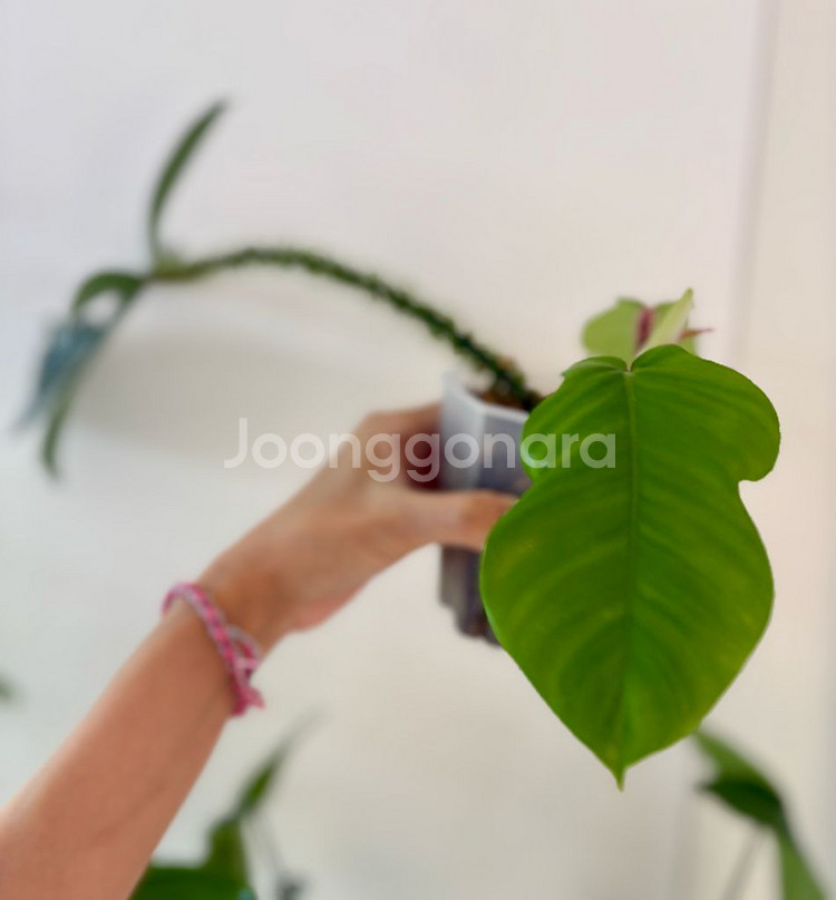 필로덴드론 플로리다뷰티 하이브리드--1