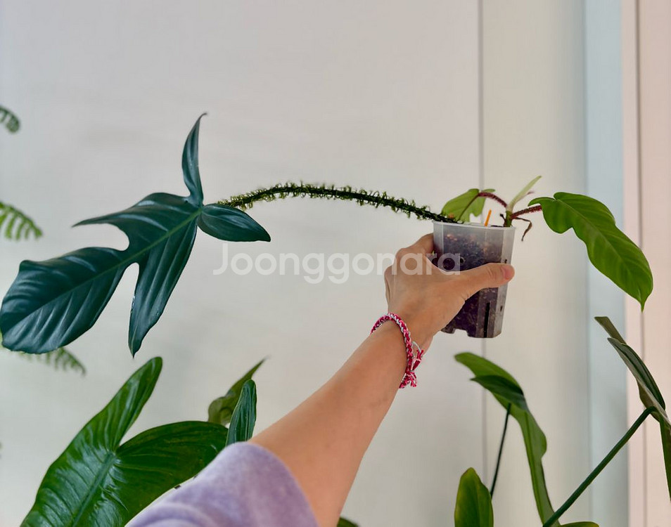 필로덴드론 플로리다뷰티 하이브리드--0