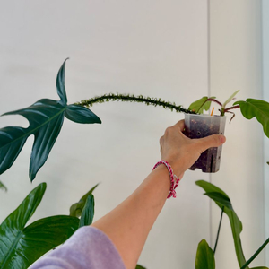 필로덴드론 플로리다뷰티 하이브리드