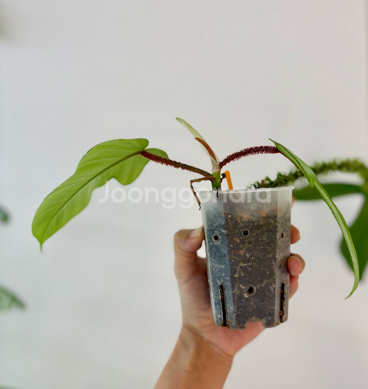 필로덴드론 플로리다뷰티 하이브리드--3