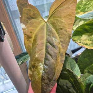 안스리움 썬셋x섭시그나텀 하이브리드 바리에가타[폭시]