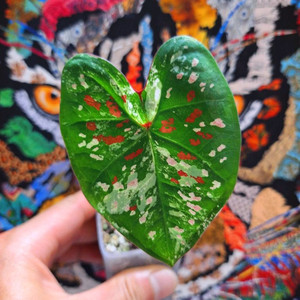 칼라디움 억만장자