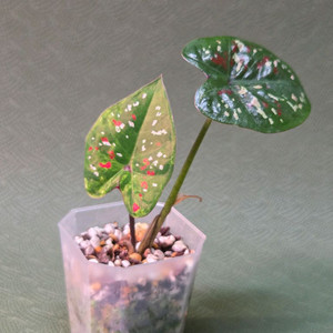 칼라디움 억만장자