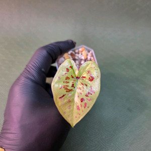 칼라디움 억만장자