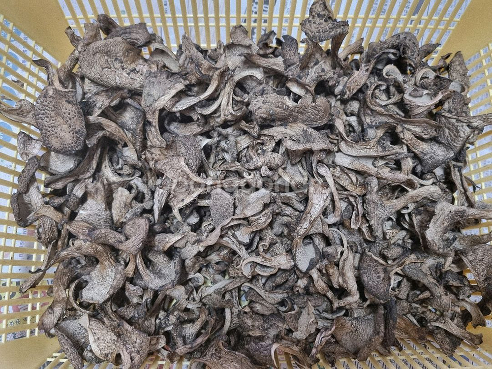 국내산 건조 능이버섯 팔아요--1