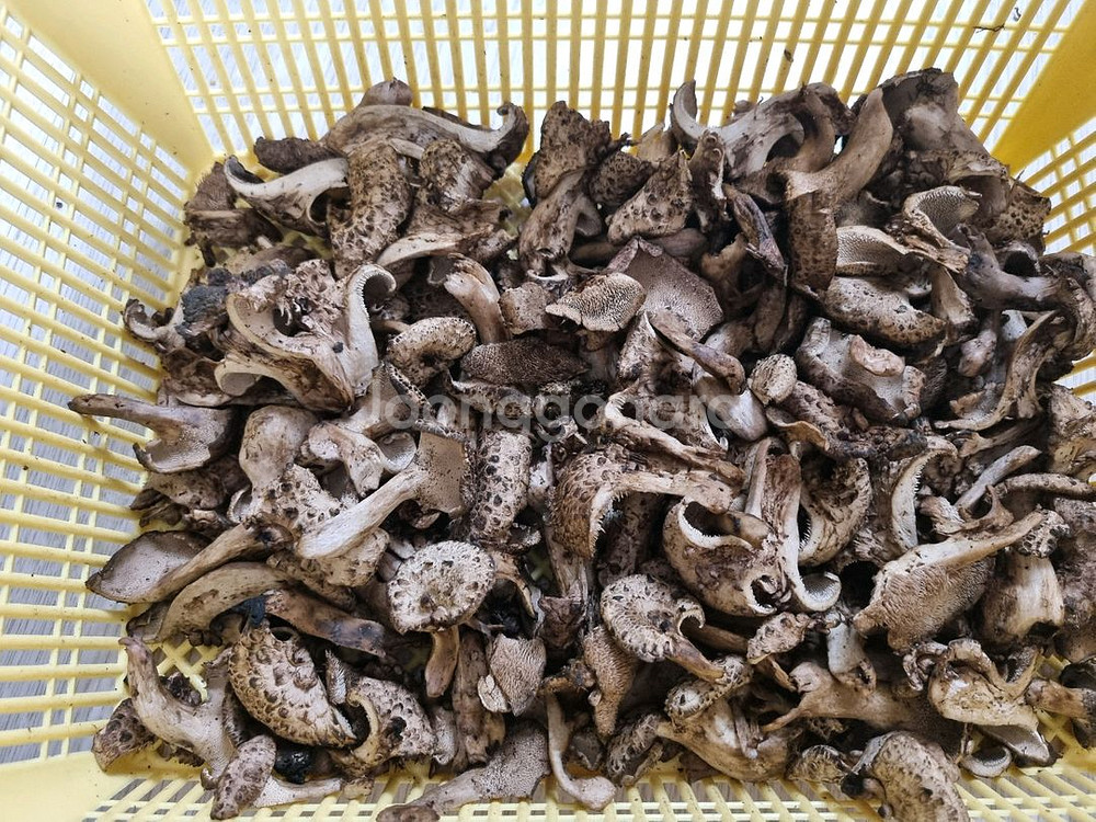 국내산 건조 능이버섯 팔아요--0