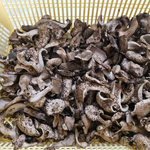 국내산 건조 능이버섯 팔아요