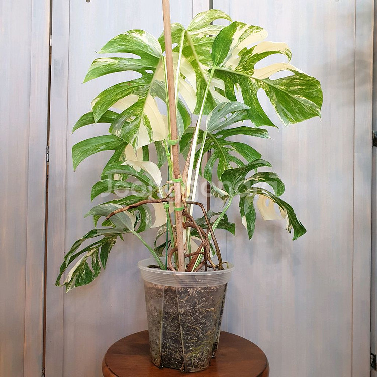 올해 트리는 알보 !!!~#탑9장 #몬스테라 바리에가타--2