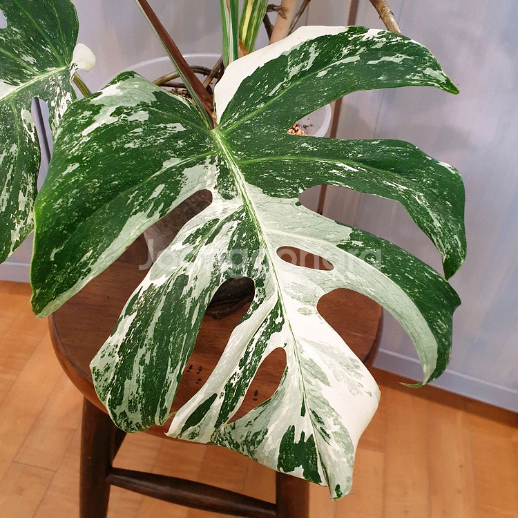 올해 트리는 알보 !!!~#탑9장 #몬스테라 바리에가타--3