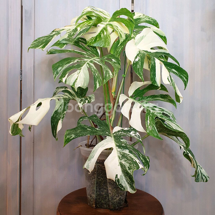 올해 트리는 알보 !!!~#탑9장 #몬스테라 바리에가타--1