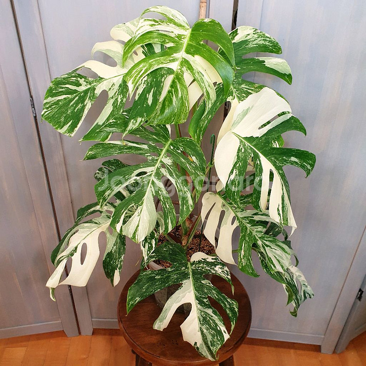 올해 트리는 알보 !!!~#탑9장 #몬스테라 바리에가타--0