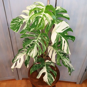 올해 트리는 알보 !!!~#탑9장 #몬스테라 바리에가타