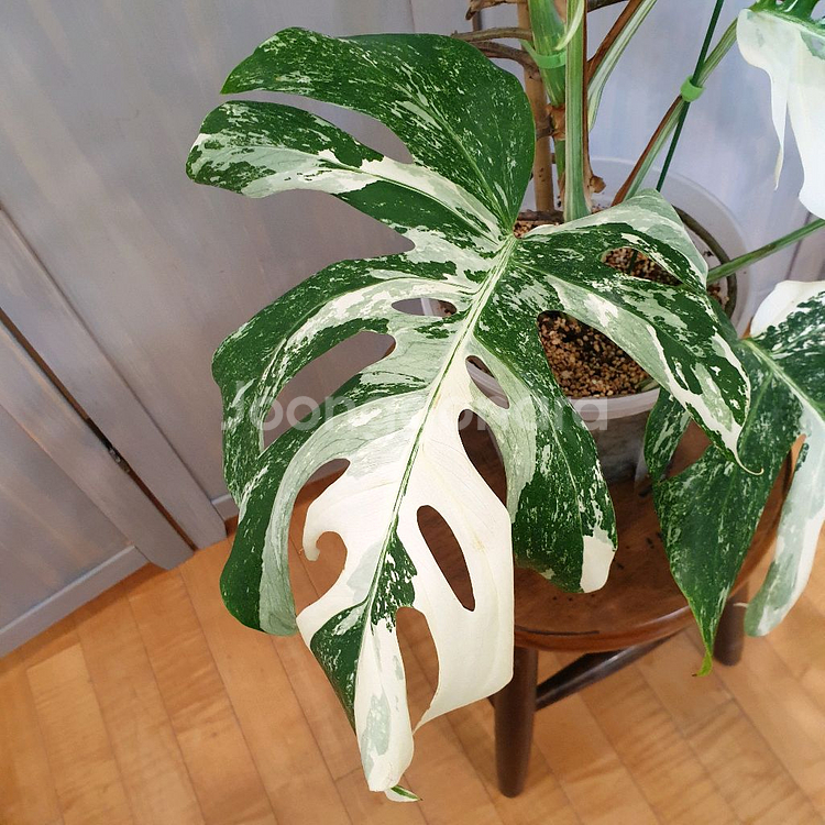 올해 트리는 알보 !!!~#탑9장 #몬스테라 바리에가타--5