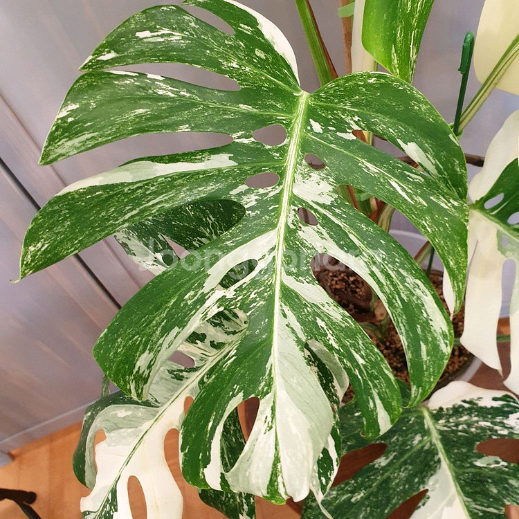 올해 트리는 알보 !!!~#탑9장 #몬스테라 바리에가타--7