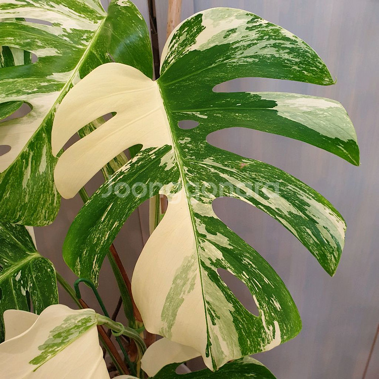 올해 트리는 알보 !!!~#탑9장 #몬스테라 바리에가타--8