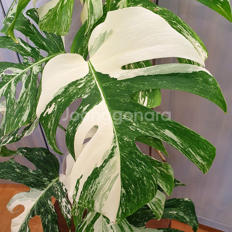 올해 트리는 알보 !!!~#탑9장 #몬스테라 바리에가타--6